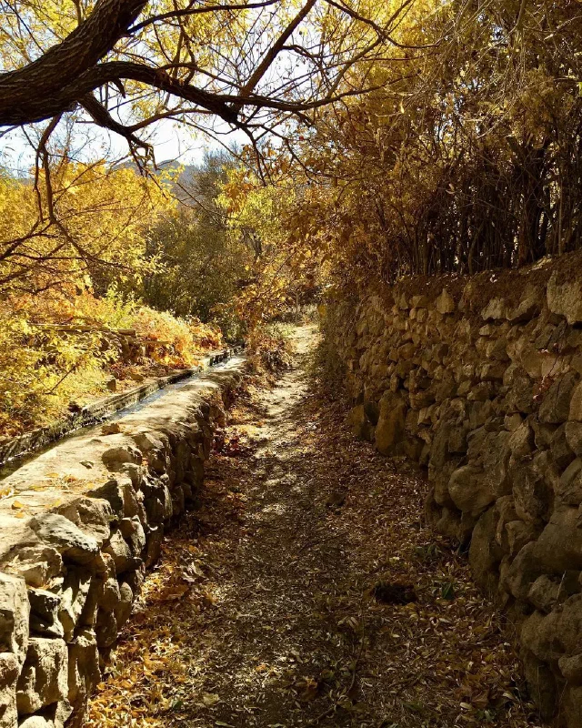 Leaf-covered path between stone walls beneath branches with yellow leaves